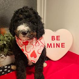 Red collar - Tri-color female Bernedoodle puppy in Shelby, North Carolina from Forever Grateful Doodles