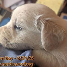 Brown Boy - Light golden male Golden Retriever puppy in Peoria, Arizona from Nordic Woof's Golden Retrievers