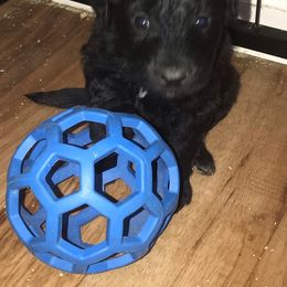 Aussiedoodle Puppies from Arena Valley Acres LLC