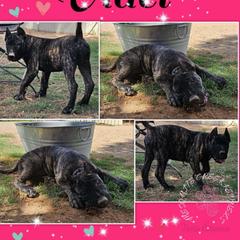 Videl - Tiger Perro de Presa Canario puppy in El Paso, Texas from Mesquite Creek Kennels