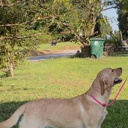 Girl 1 - Yellow female Labrador Retriever puppy in Cullman, Alabama from Chara’ Labradors