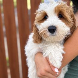 Pineapple - Red female Australian Labradoodle puppy in Morgan Hill, California from Loving Labradoodles