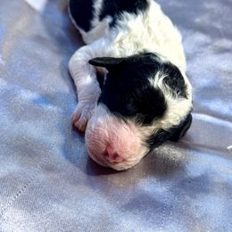 Biscuit - Parti male Goldendoodle puppy in Cross, South Carolina from DoodleDandy & Danes