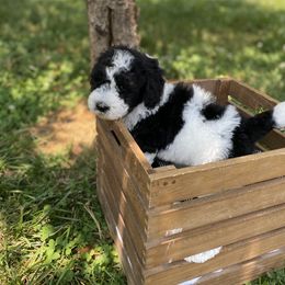 Sheepadoodle Puppies from Primrose Cottage Puppies