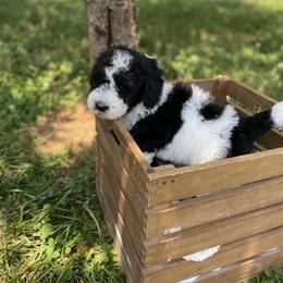 Sheepadoodle Puppies from Primrose Cottage Puppies