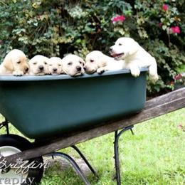 Labrador Retrievers from Robin Griffin