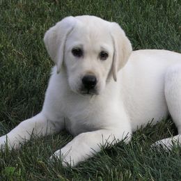 Labrador Retrievers from Ivy Spring Farms