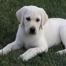 Labrador Retrievers from Ivy Spring Farms