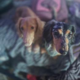 Dachshund puppies from Write Breed Doxies