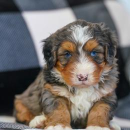 Laurel - Merle female Bernedoodle puppy in Dundee, Ohio from Down Home Doodle