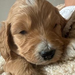Autumn - Apricot female Goldendoodle puppy in Pasco, Washington from Elm Road Farms