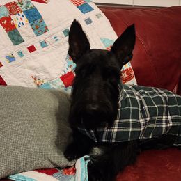 Elvira - Scottish Terrier