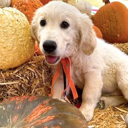 Kodi - Light golden male Golden Retriever puppy in Tollhouse, California from Sierra View English Creams
