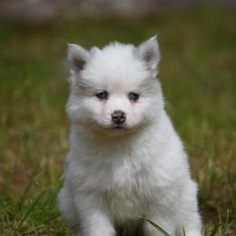 Sully - Merle male Pomsky puppy in Coos Bay, Oregon from Ocean View Pomskies