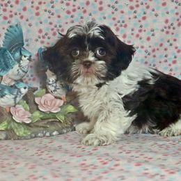 Shihpoo Puppies from Sherry’s Shih-Poos