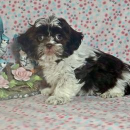 Shihpoo Puppies from Sherry’s Shih-Poos
