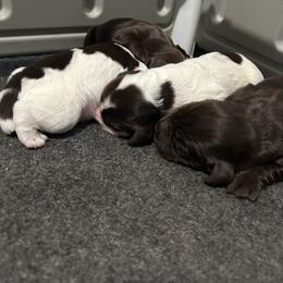 English Cocker Spaniel Puppies from River Trail Kennels