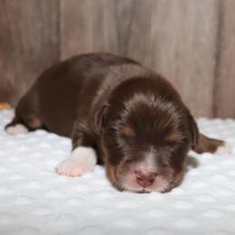 Atlas - Red tri male Miniature Australian Shepherd puppy in Guthrie, Oklahoma from Raised Right Pups