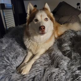 Starbuck - Siberian Husky