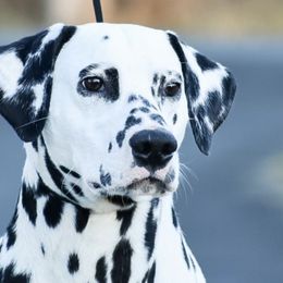 Dalmatians and Pekingese from Živjeli Kennels