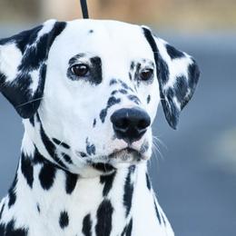 Dalmatians and Pekingese from Živjeli Kennels