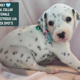 Emily (Teal Collar Female) LUA - White and black female Dalmatian puppy in Raymondville, Missouri from Wagner's Dalmatian's