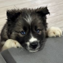 AKC Twilight - Agouti and white male Siberian Husky puppy in Centreville, Maryland from Huskies By the Bay