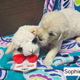 Sophie Girl 2 - Light golden female Golden Retriever puppy in Niles, Michigan from Composer Goldens