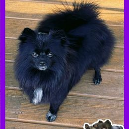 CKC Patsy Skye - Pomeranian