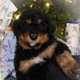 Dancer - Phantom female Bernedoodle puppy in Lookout, California from Remington Kennels, LLC