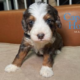 Captain Hook - Blue merle male Bernedoodle puppy in Alpharetta, Georgia from Doodles of Buckhead