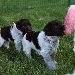 Schapendoes Puppies from Dream Star Schapendoes