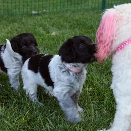 Schapendoes Puppies from Dream Star Schapendoes