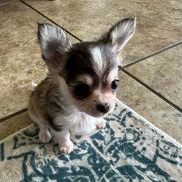 Murphy - Blue and tan male Chihuahua puppy in Coweta, Oklahoma from Green Country Chihuahuas