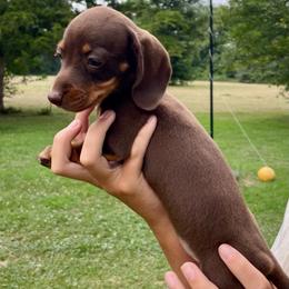Velma - Chocolate and tan female Dachshund puppy in High Hill, Missouri from High Hill Hounds