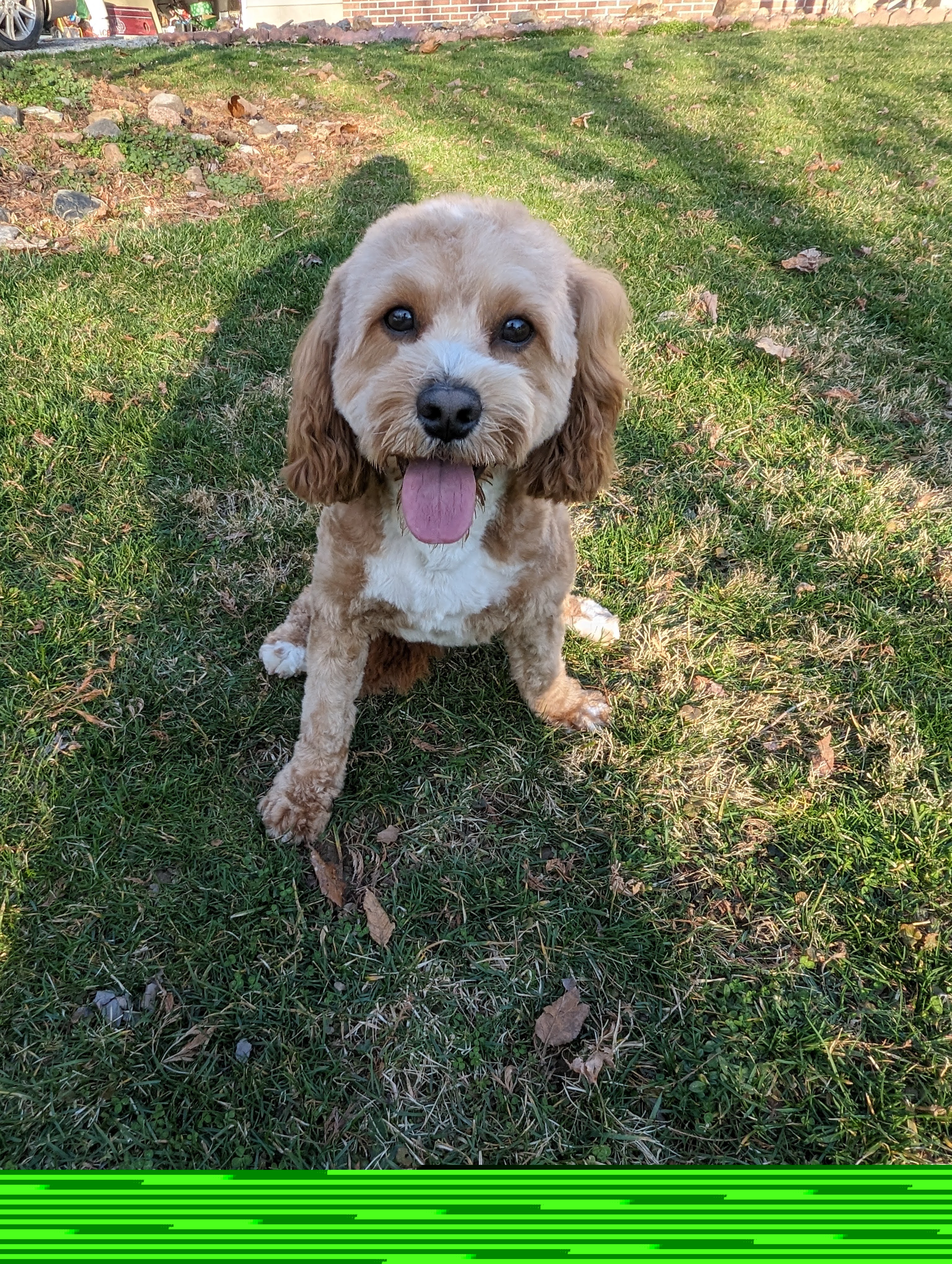 Cash - Cavapoo