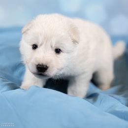 Boy 2 - male Berger Blanc Suisse puppy in Chestnut, Illinois from Fireside Fernweh