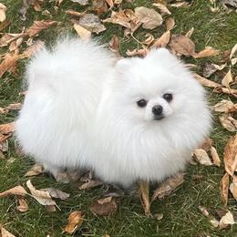 Lotus - Pomeranian