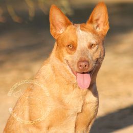 Aloy (ASDR) - Australian Cattle Dog