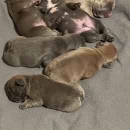 French Bulldog Puppies from Foster Lake Frenchies