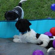 Schapendoes Puppies from Dream Star Schapendoes
