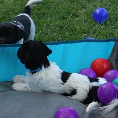 Schapendoes Puppies from Dream Star Schapendoes