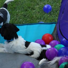 Schapendoes Puppies from Dream Star Schapendoes