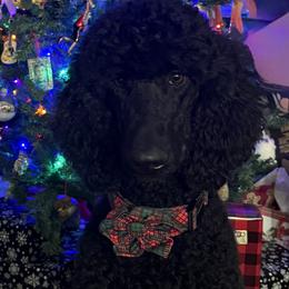 Rizzo - Poodle