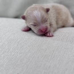 Petri - Cream male Pomeranian puppy in Canandaigua, New York from Fingerlakes Pomeranians