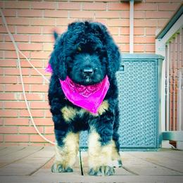 Aussiedoodle Puppies from Little Hawcreek Doodles