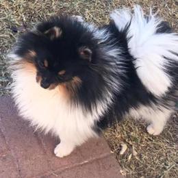 Milo - Pomeranian