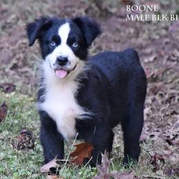 Boone - Black & white male Miniature Australian Shepherd puppy in Patterson, North Carolina from DreamLine Aussies