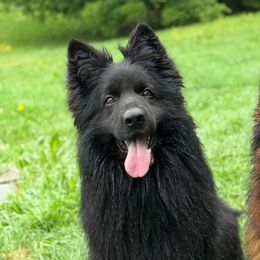 Hiro - German Shepherd