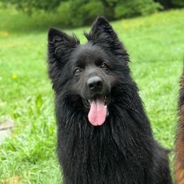 Hiro - German Shepherd